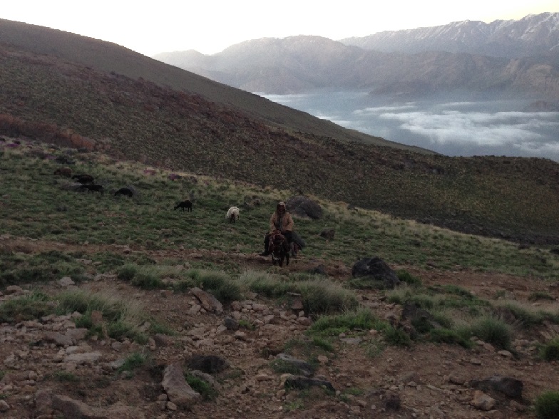  چرای گوسفندان بر دامنه ارزشمند قله دماوند